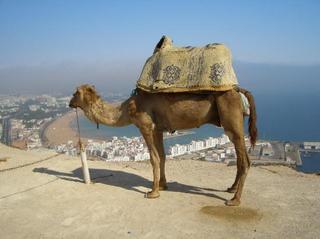 camel-on-the-kasbar.jpg